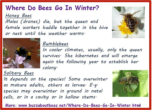 Where Do Bees Go In Winter?
