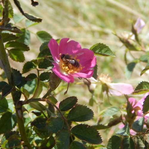 Which Roses Do Bees Like?