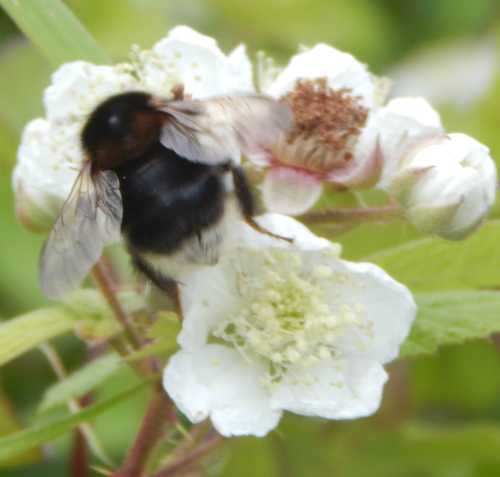 How Long Do Bees Live?