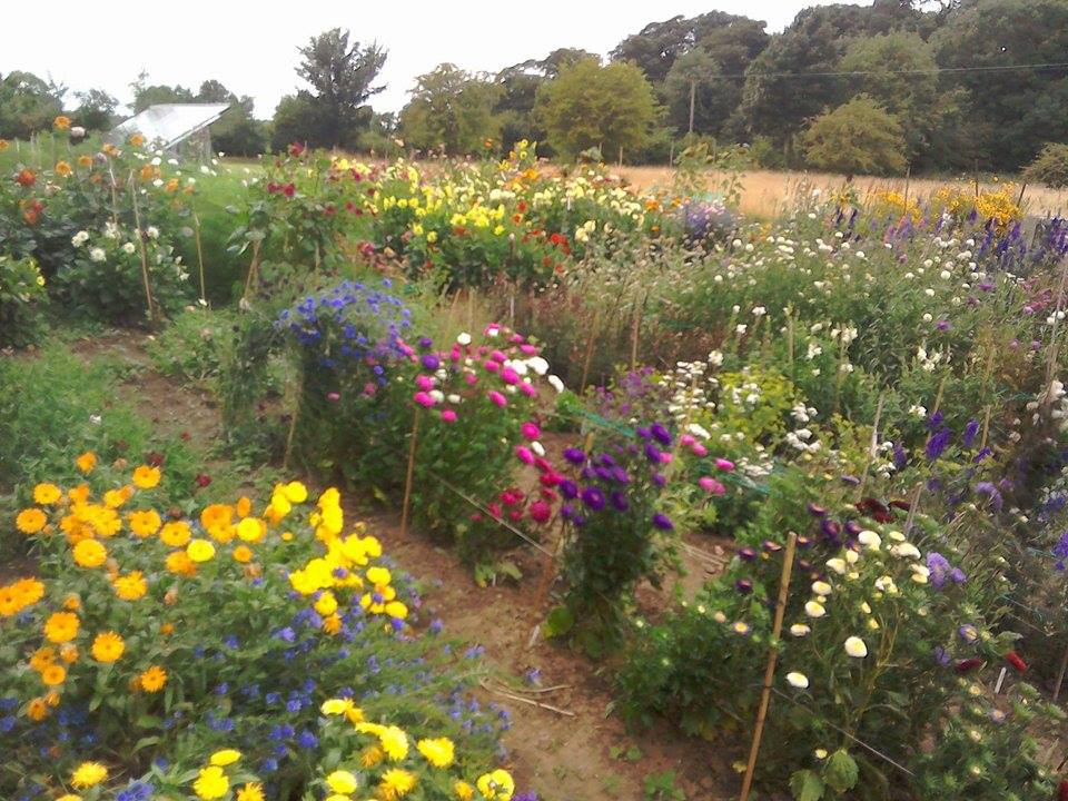 How The Trend In Growing British Cut Flowers Helps Bees And Wildlife