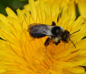 Schuwe mijnbij foerageert op paardenbloem.