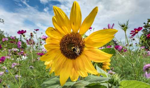 How Do Bees Make Beeswax? Explanation, Interesting Facts And A Video