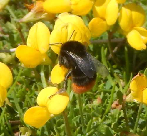 Bird S Foot Trefoil Wildflower Beneficial For Bees