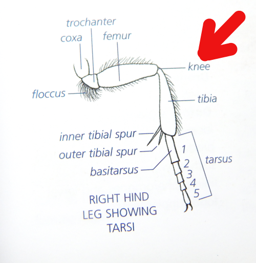 Diagram, der viser anatomien af en bi's ben, herunder knæet.