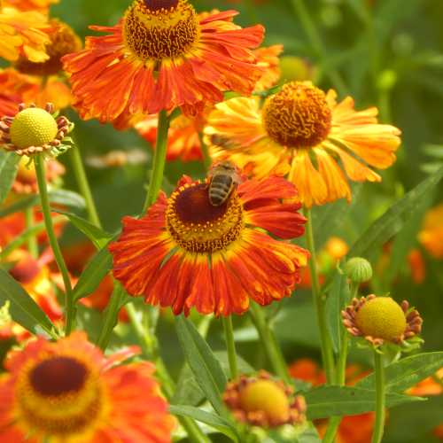 Bees And Pollinators Love Sneezeweed