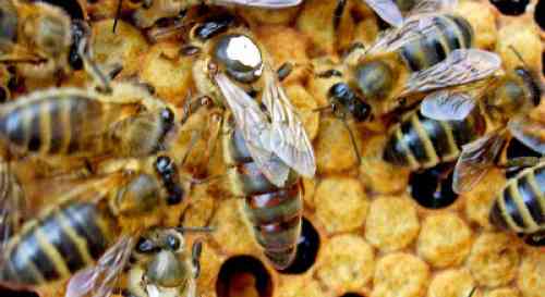 Honey Queen Bees - Multi 1 Pound