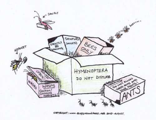 A méhek ugyanabba a rovarrendbe tartoznak, mint a darazsak, darazsak, fűrészlegyek és hangyák - azaz a Hymenoptera.