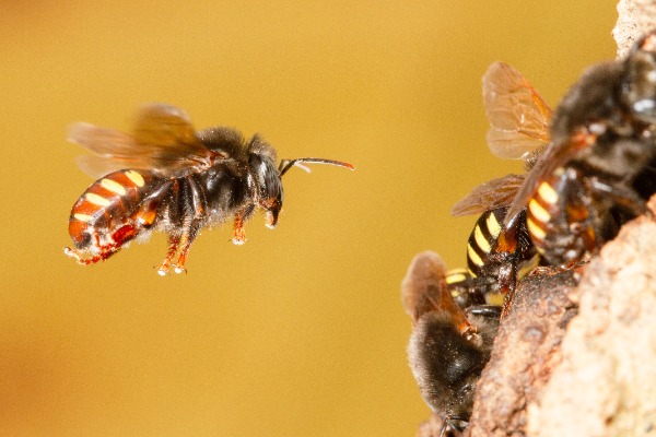 Sociality In Bees From Solitary To Eusocial - Definitions And Examples