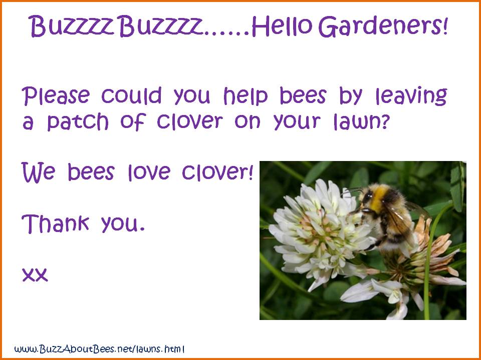 How to Save or Help a Bee, Top 10 Bee FAQs