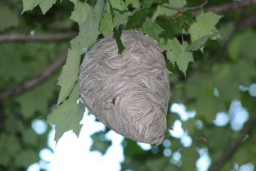 bee nest in tree