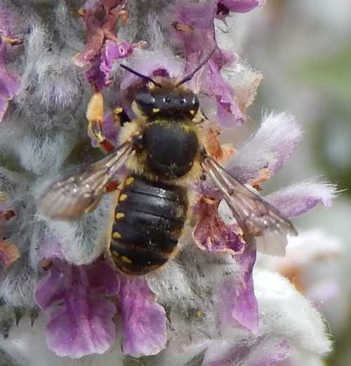 Wool Carder Bee - Anthidium manicatum with photos & video