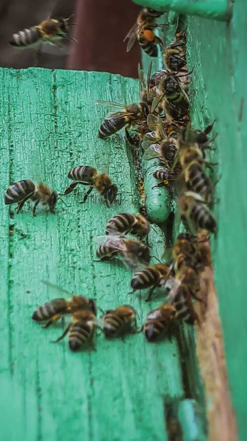 Swarm Lure | Honeybees' Nasonov Pheromone | World of Honey