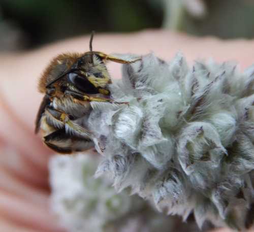 Wool carder bees  Wild Pollinator Partners