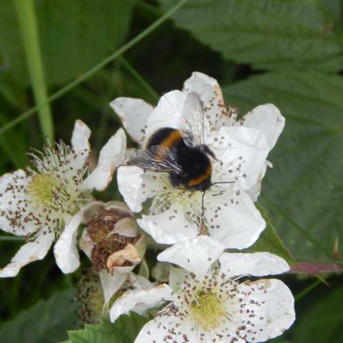 Bees And Brambles: The Value Of Brambles To Bees