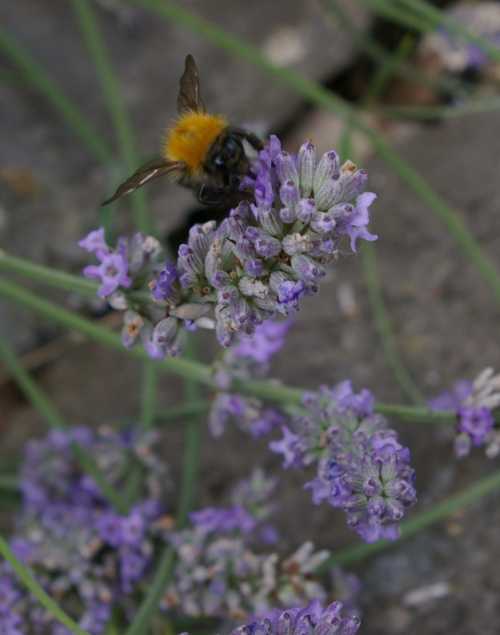 Bees Love Lavender Varieties You Can Grow To Attract Bees