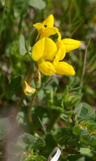 Bird’s Foot Trefoil: Wildflower Beneficial For Bees