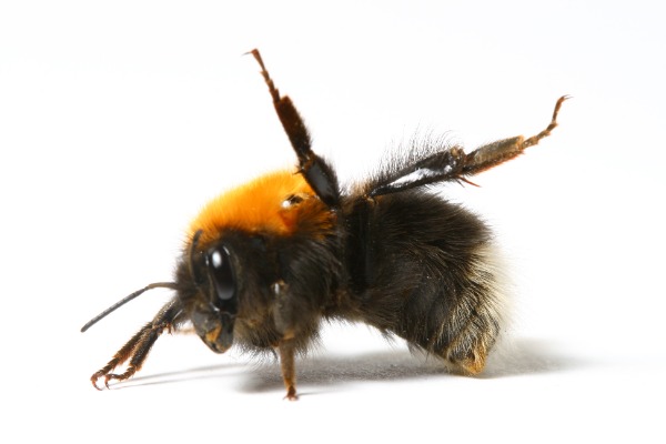 Why Do Bumble Bees Raise Their Legs? It's 'Bee Body Language'!