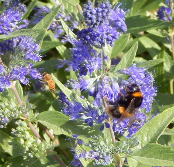 The best, most practical butterfly nets for beekeepers - Honey Bee