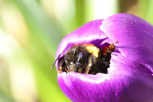 The Bumble Bee Life Cycle A Description Photos And Video