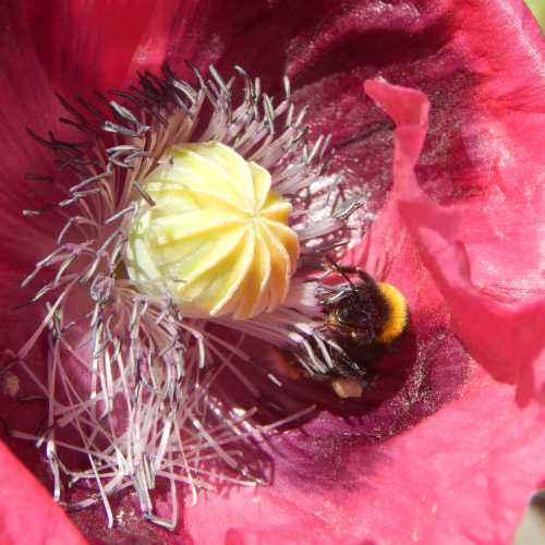 5 Reasons To Plant a Wildflower Lawn – Gilligallou Bird