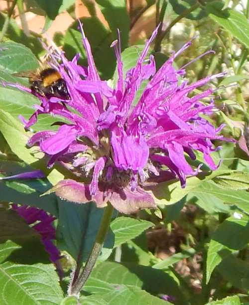 Bees And Bee Balm (Monarda or 'Bergamot')