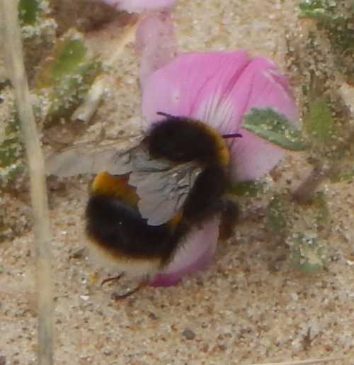bumble bees sting