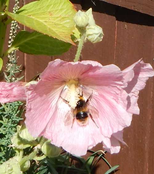 Alcea rosea – Bee Happy Plants