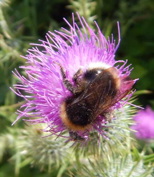 Image of Creeping thistle plant with a bee