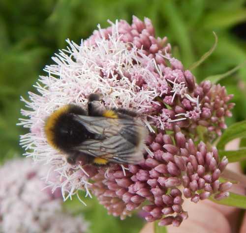  a bumble bee on pink hemp agrimony.