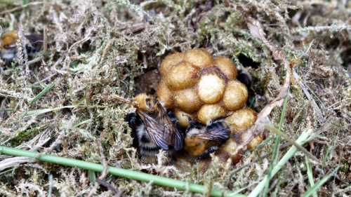 Bumble Bee Nests Nesting Preferences Of Different Bumble Bees