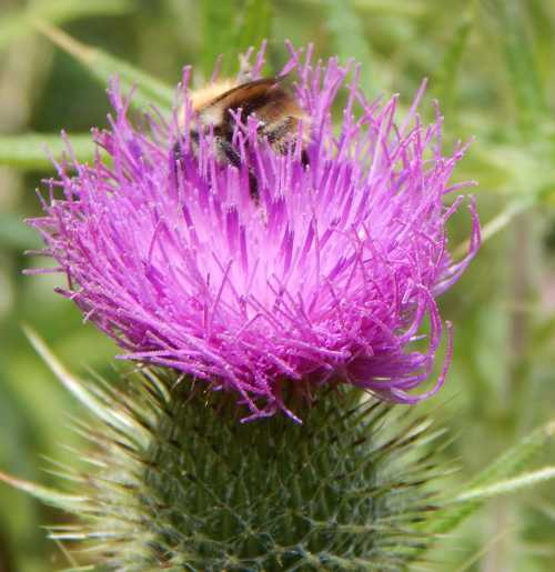 Wildflowers for Bees And Pollinators: Thistles