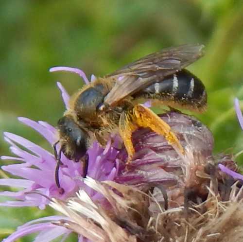 Specii de albine solitare - albina minieră pictată care se hrănește cu knapweed