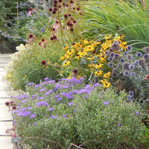 imagen de un borde de flores amigo de las abejas con equinácea, rudbeckia y eryngium