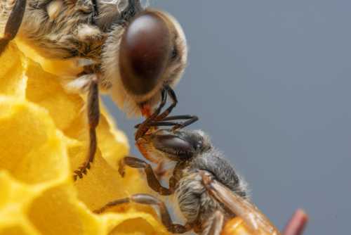 How Bees Communicate