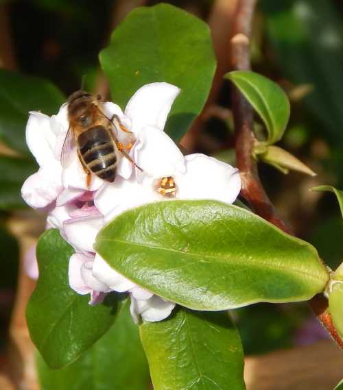 Honey Bee Facts 50 Things You Never Knew About Honey Bees