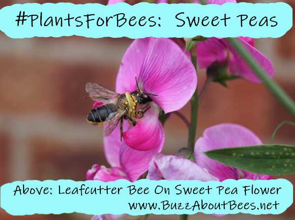 leafcutter bee on sweet pea plant sweet peas for bees