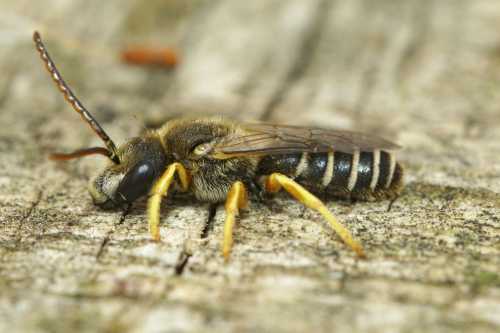 Great Banded Furrow Bee, Halictus scabiosae Habitat, Nesting, Foraging