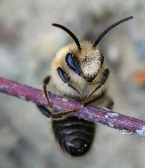 The Amazing Yellowfaced Bee Watch This Bee Line Its Nest With Silk