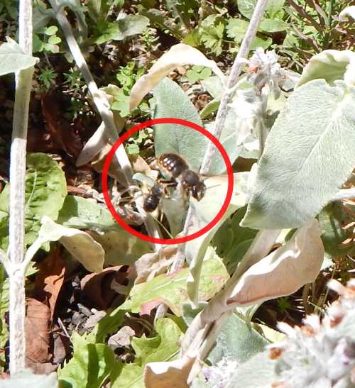 female European wool-carder bee - Anthidium manicatum; Meg…