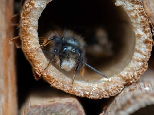Bees vs wasps: Which insect is really worthy of all the buzz?