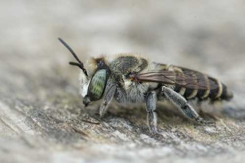 leaf cutter bees video