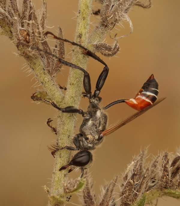 Types Of Wasp: More Than Just The Yellow & Black Insects We All Know!