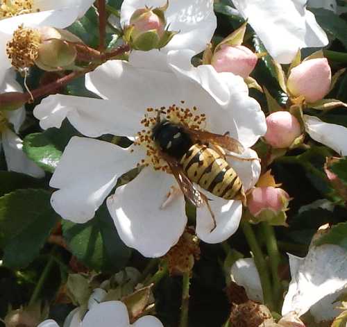 Drottinggeting som födosöker på blekrosa ros