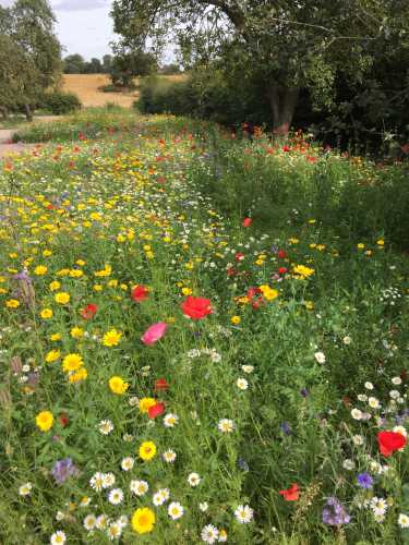 5 Reasons To Plant a Wildflower Lawn – Gilligallou Bird