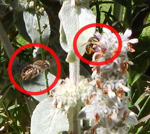 Fibers, forage, and fighting: the frantic life of woolcarder bees